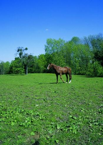 Pferd auf der Weide