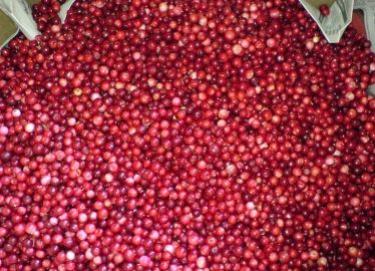 Preiselbeeren