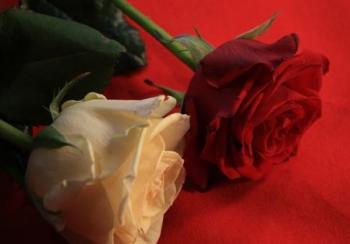 weiße und rote Rose