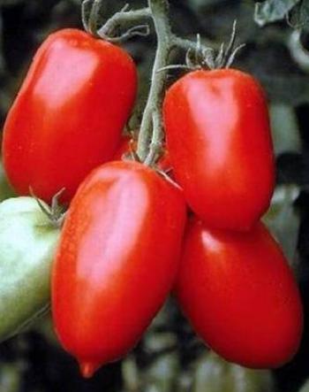 San Marzano Tomaten