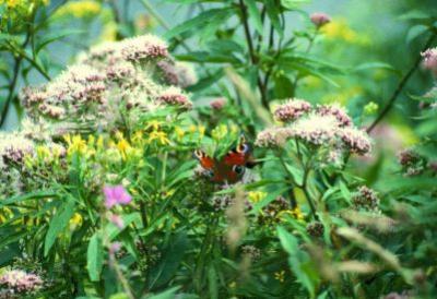 Schmetterling