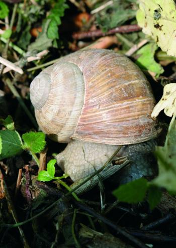 Schnecke