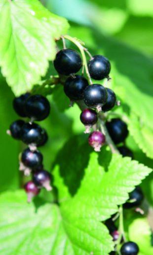 Schwarze Johannisbeeren