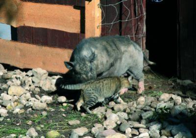 Schwein mit Katze