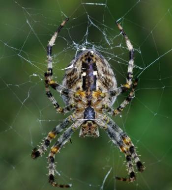 Spinne im Spinnennetz