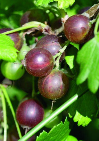 Stachelbeeren