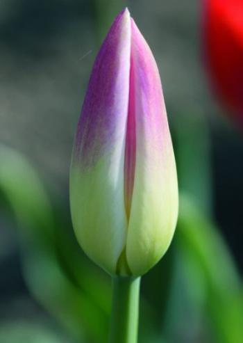 Tulpe
