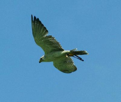 Vögel fliegen