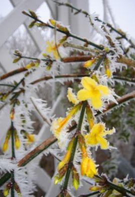 Winterjasmin