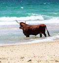 Badende Kuh am Strand von Bolonia - Andalusien