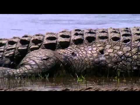 Wie Viele Zähne Hat Ein Krokodil